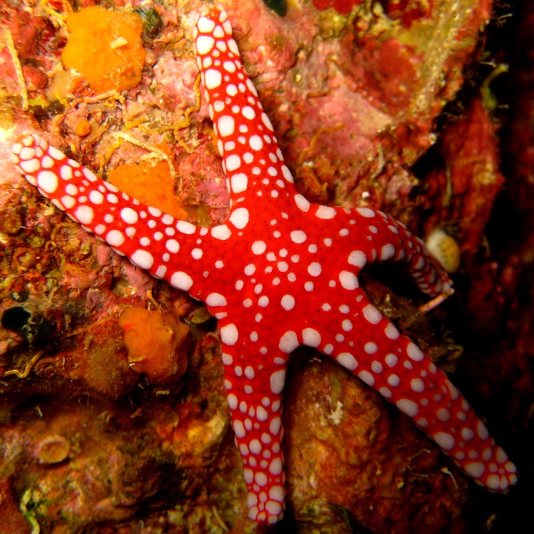 Морская звезда.