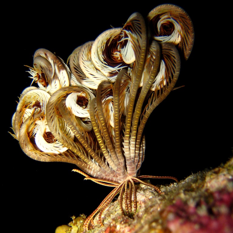 Морская лилия. Морская лилия.