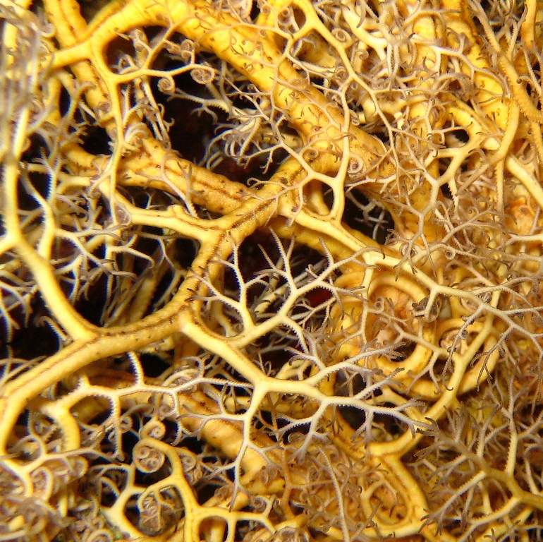 Офиура Горгоноцефал. Офиура Горгоноцефал.