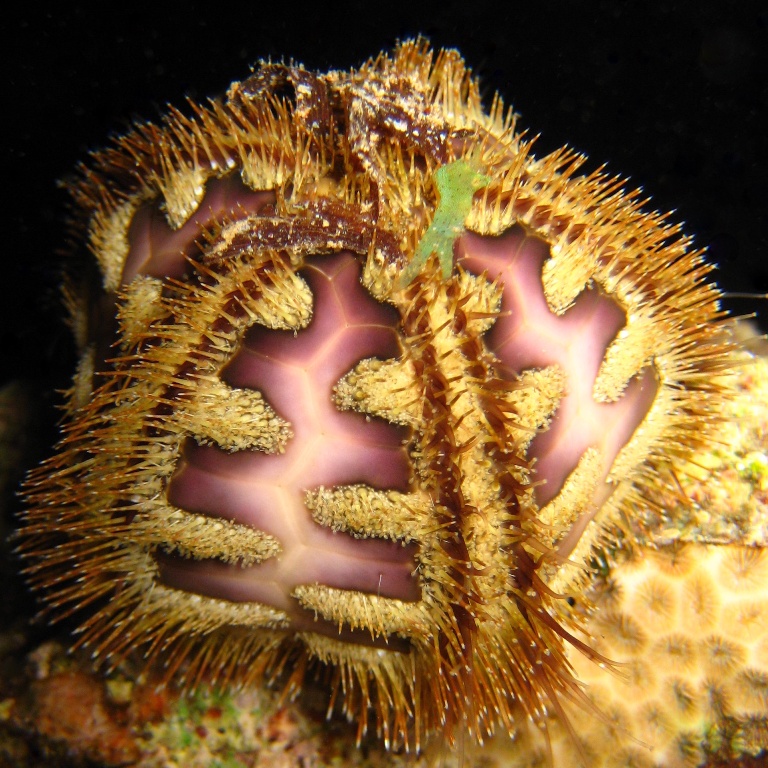 Плешивый морской ёж.