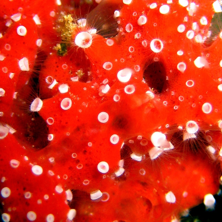 Фабрика медуз. Фабрика медуз.