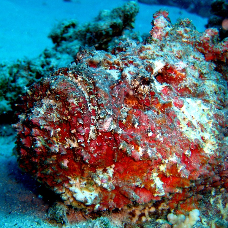 Бородавчатка.