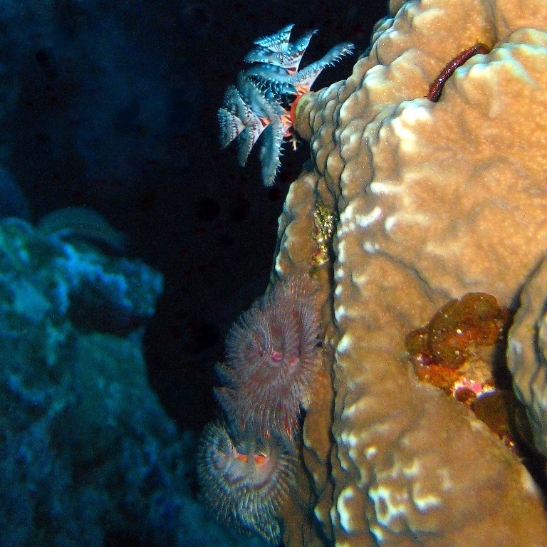 Колония морских червей.