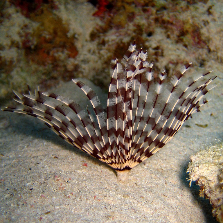 Морской трубчатый червь. Морской трубчатый червь.