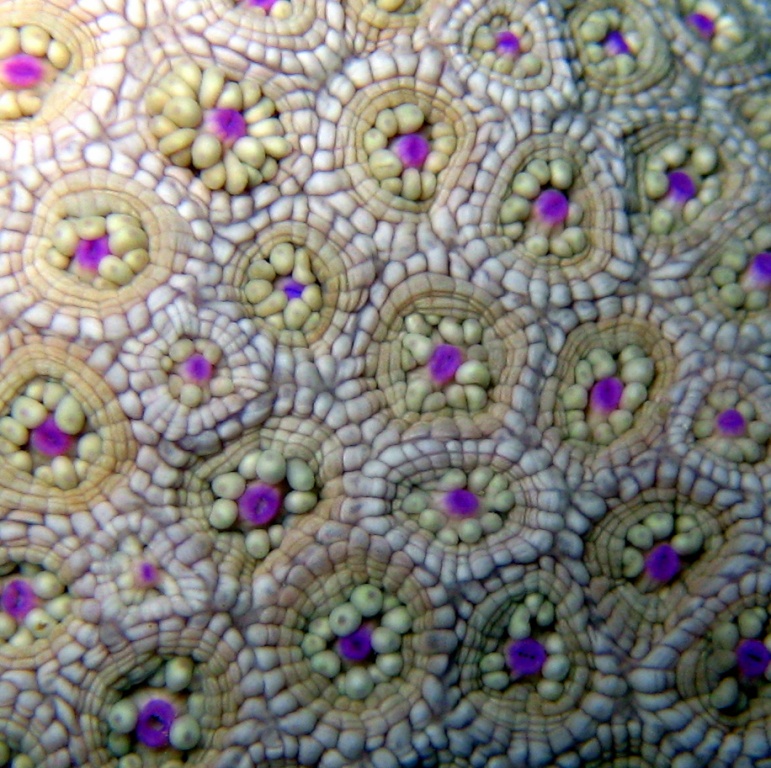 Коралл Гониопора с втянутыми полипами. Коралл Гониопора с втянутыми полипами.