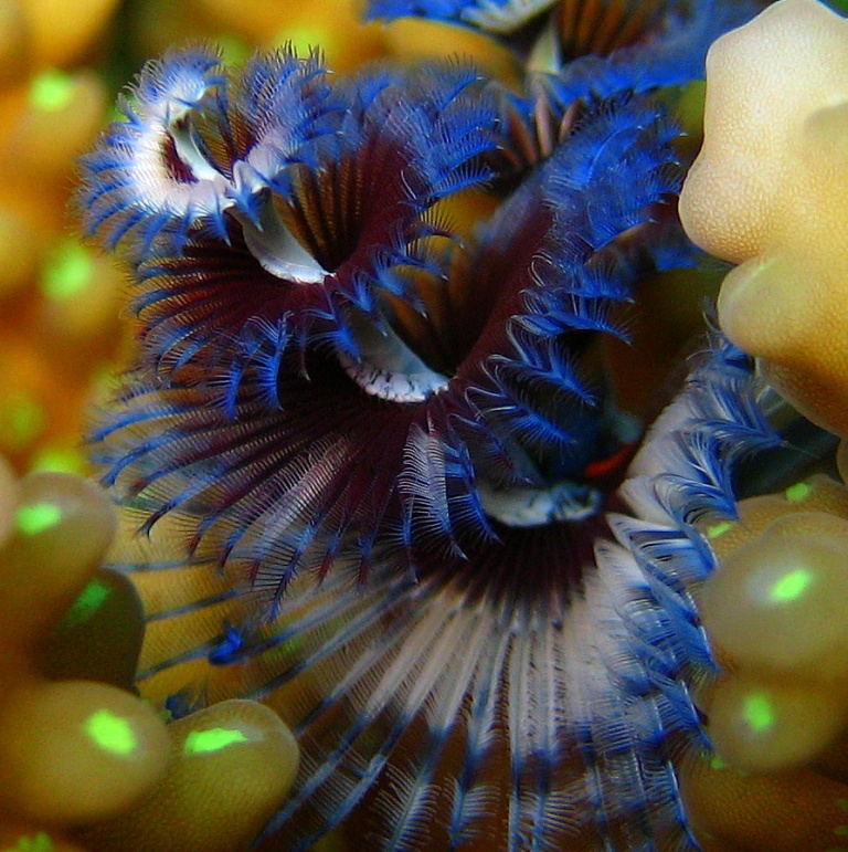 Червь Новогодняя Ёлка. Червь Новогодняя Ёлка.