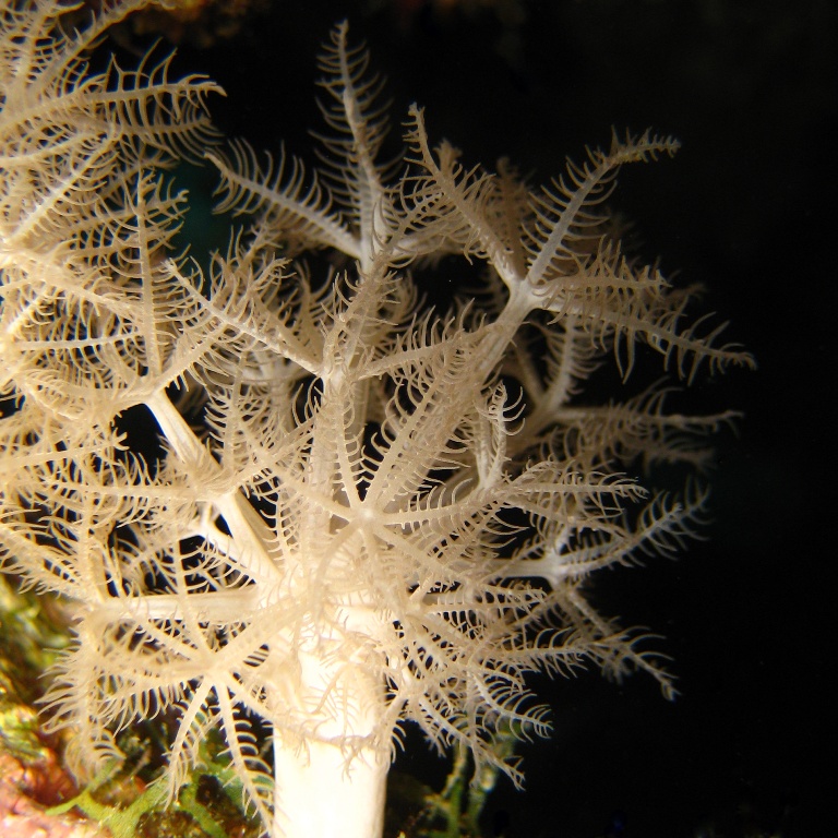 Мягкий коралл Ксения. Мягкий коралл Ксения.