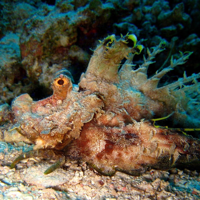Нитепёрый морской дракон. Нитепёрый морской дракон.