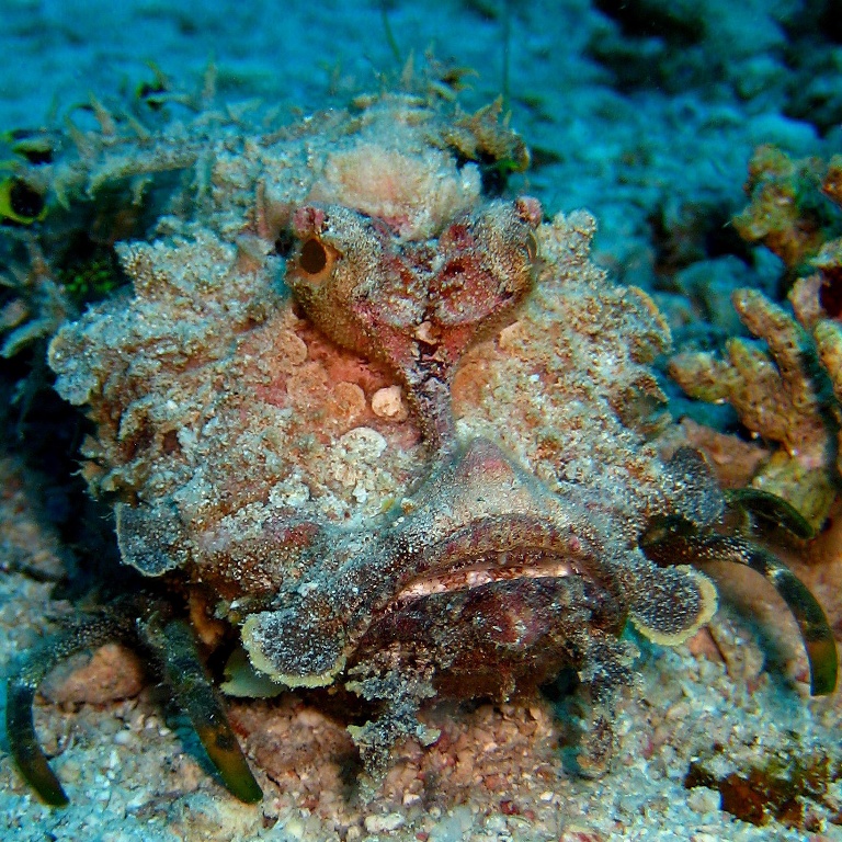 Нитепёрый морской дракон. Нитепёрый морской дракон.