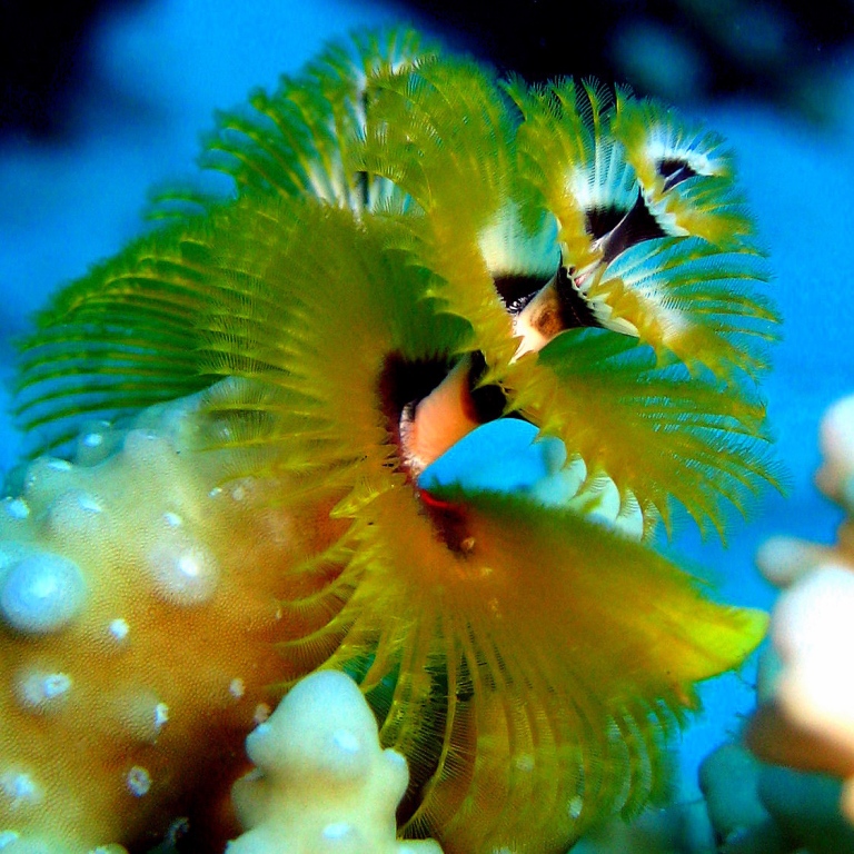 Червь Новогодняя Ёлка.