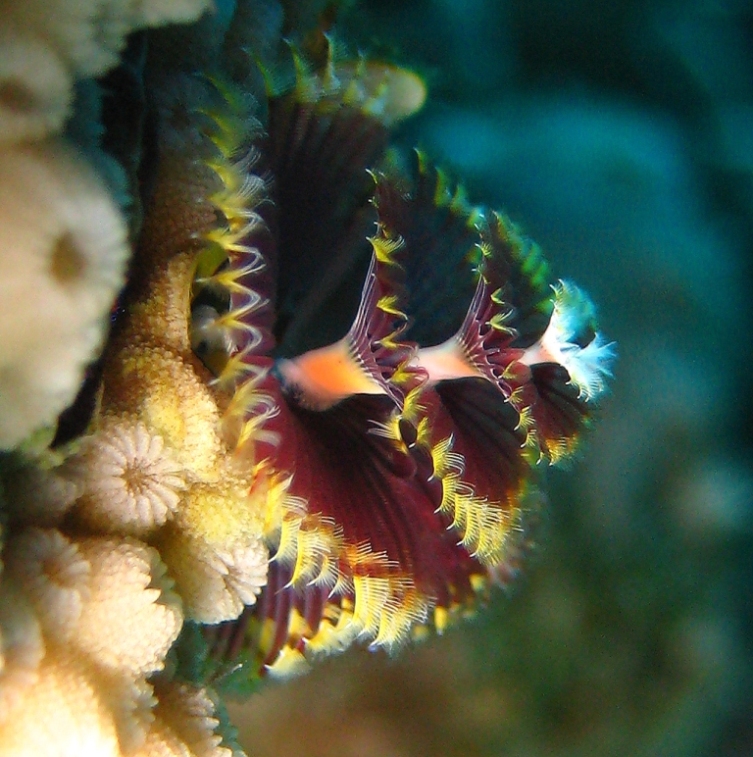 Червь Новогодняя Ёлка. Червь Новогодняя Ёлка.