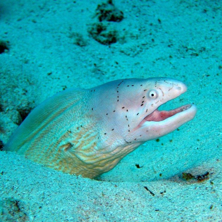 Перечная мурена. Перечная мурена.