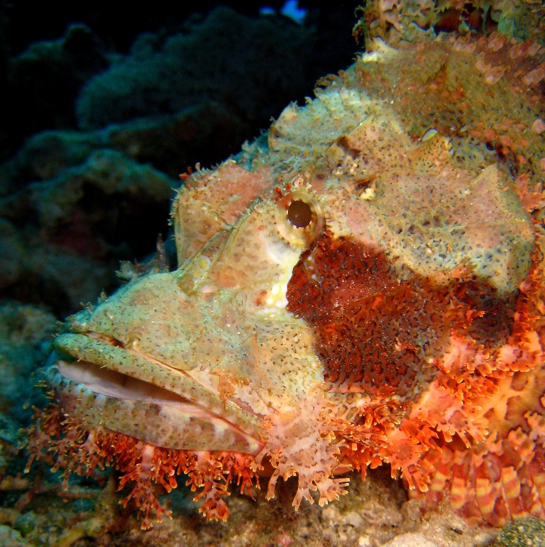 Бородатый скорпенопс. Бородатый скорпенопс.