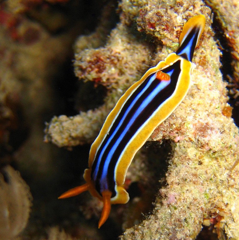 Голожаберный моллюск.