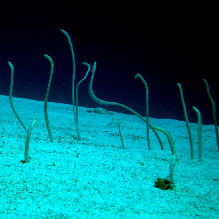 Садовые угри. Садовые угри.