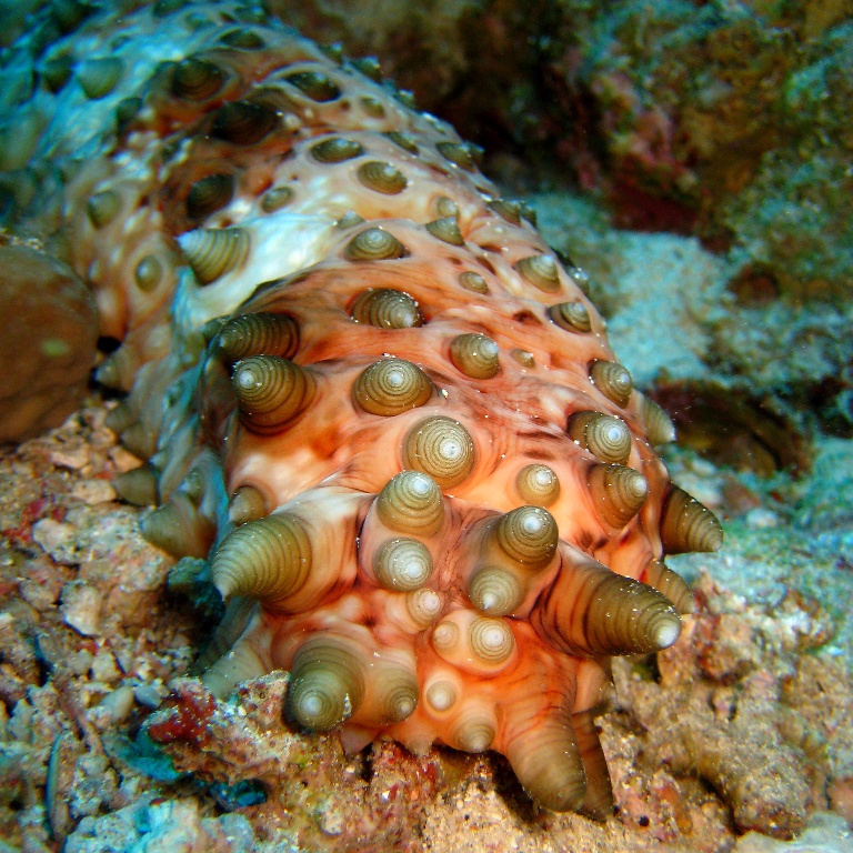 Голотурия (морской огурец, трепанг). Голотурия (морской огурец, трепанг).