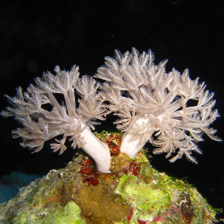 Мягкий коралл Ксения. Мягкий коралл Ксения.