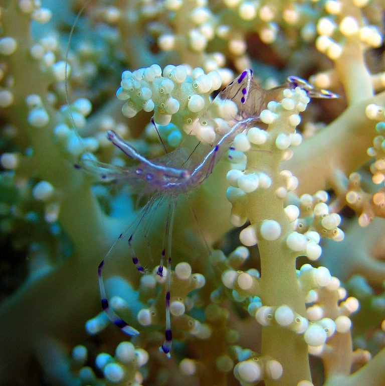 Анемоновая креветка - эндемик Красного моря.