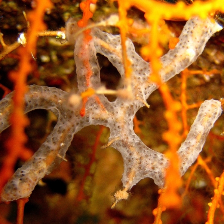 Колония асцидий на ветке коралла.