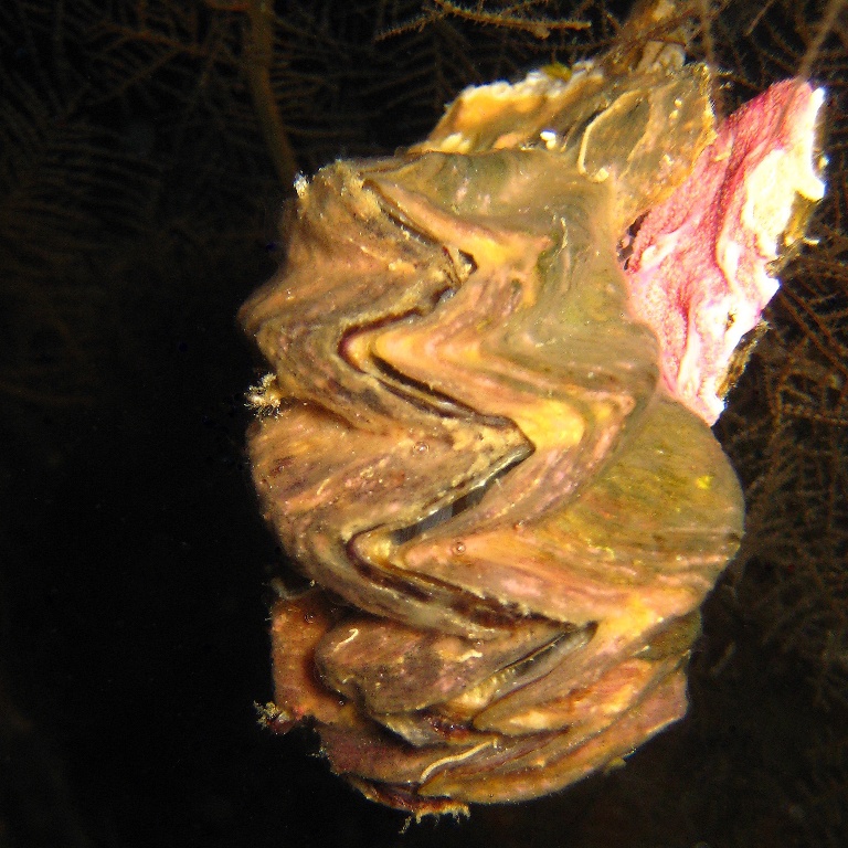 Устрица Петушиный гребень. Устрица Петушиный гребень.