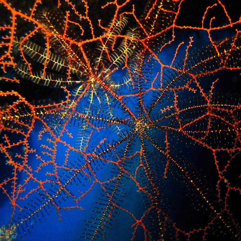 Дахаб, дайвсайт Caves. Десятилучевые морские лилии на кусте мягкого коралла.