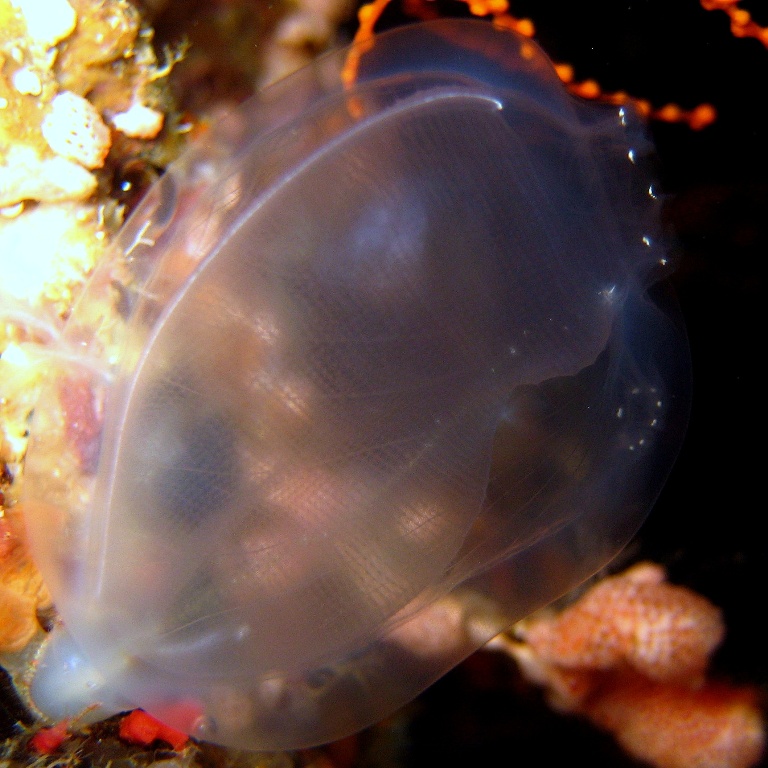 Одиночная асцидия. Одиночная асцидия.