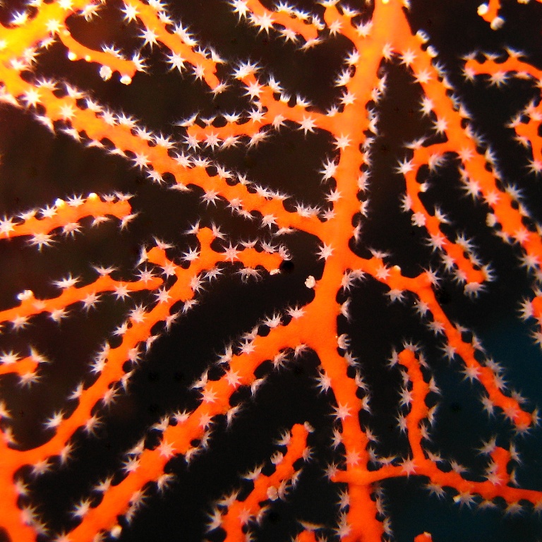 Горгонариевый мягкий коралл. Горгонариевый мягкий коралл.