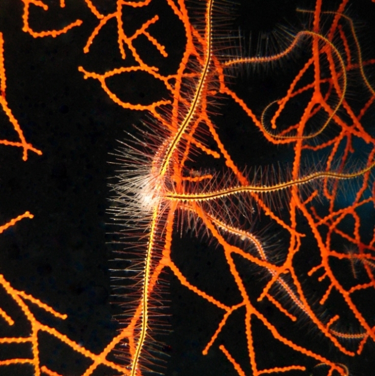 Офиура Офиотрикс Савиньи (Ophiothrix savignyi). Офиура Офиотрикс Савиньи (Ophiothrix savignyi).