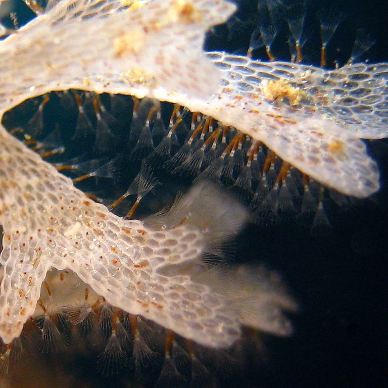 Колония мшанок. Колония мшанок.