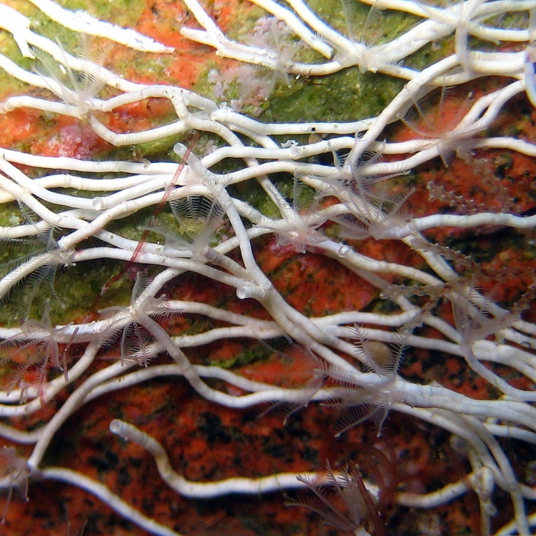 Морские трубчатые черви.