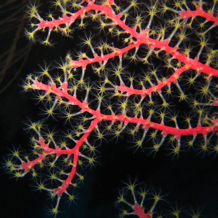 Горгонариевый мягкий коралл. Горгонариевый мягкий коралл.