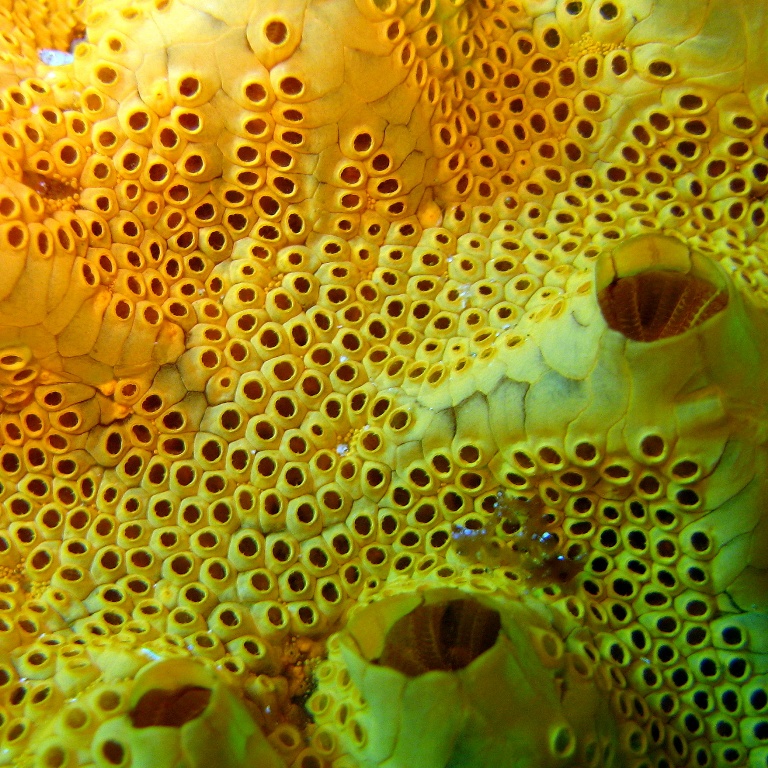 Колониальные асцидии. Колониальные асцидии.