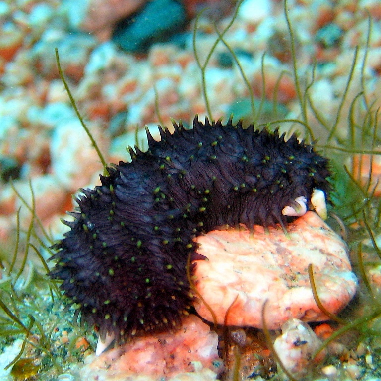 Голотурия (морской огурец, трепанг). Голотурия (морской огурец, трепанг).