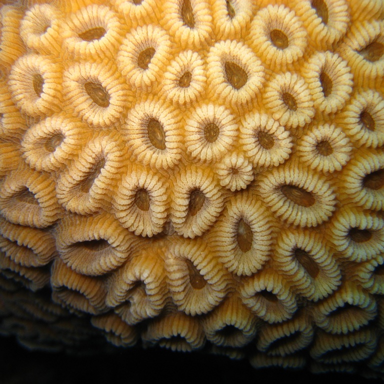 Твёрдый коралл. Твёрдый коралл.