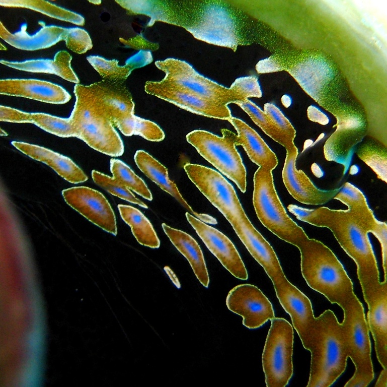 Мантия Тридакны. Мантия Тридакны.