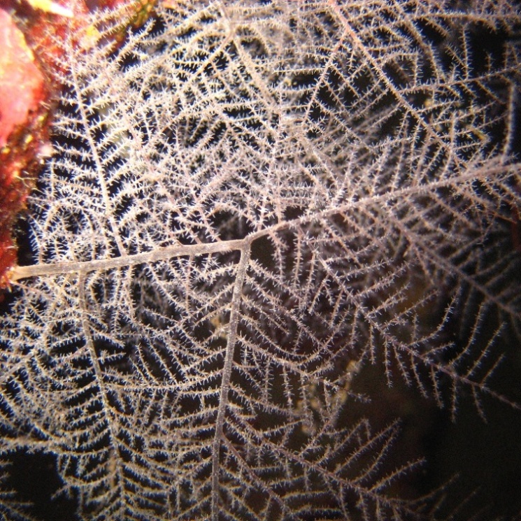 Иней тёплого моря. Иней тёплого моря.