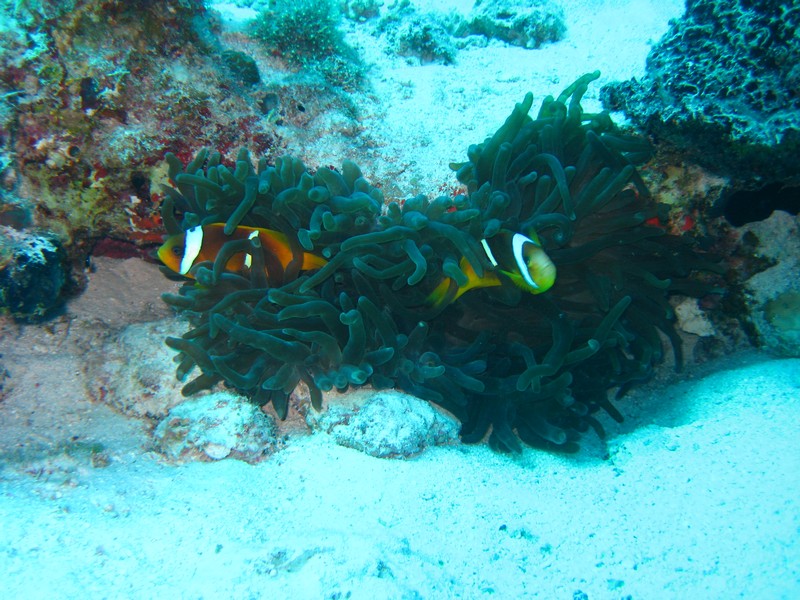 Хургада 01_11 Хургада 01_11