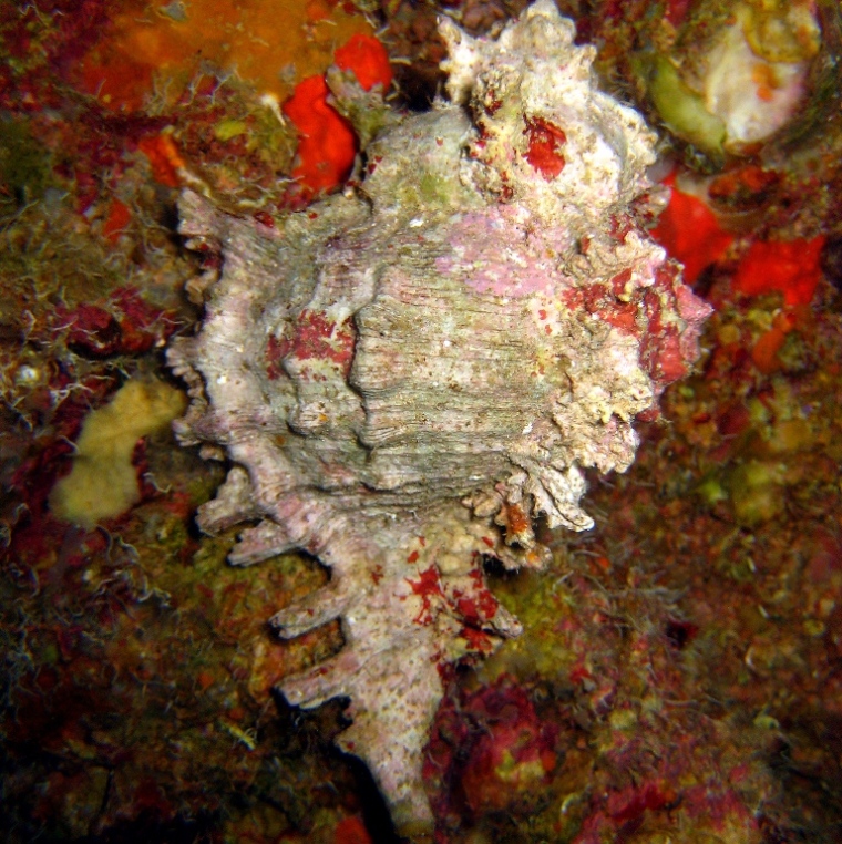 Улитка Мурекс. Улитка Мурекс.