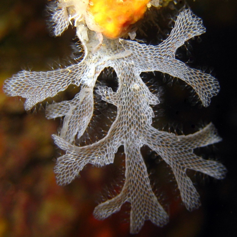 Колония мшанок. Колония мшанок.