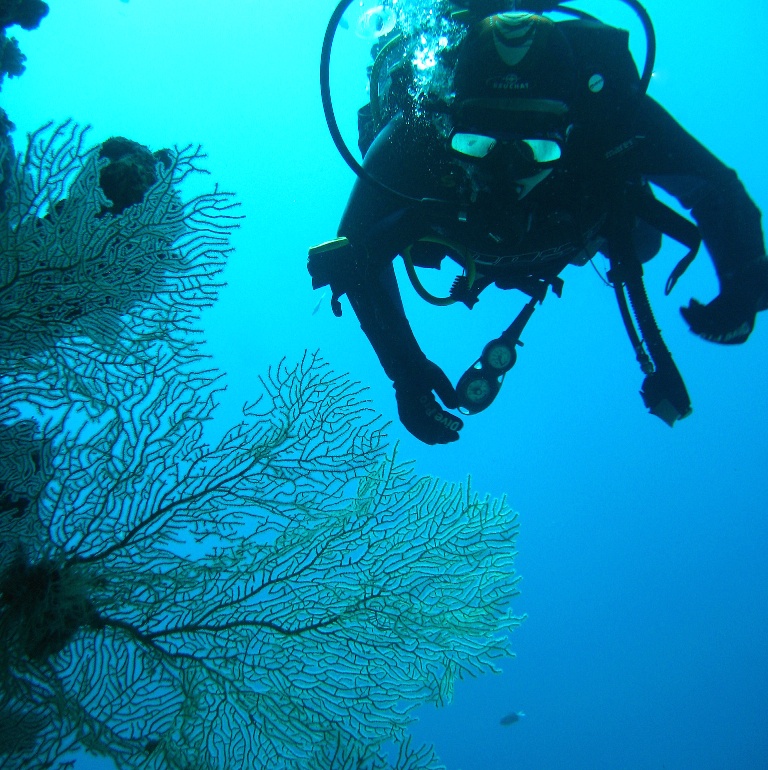 Горгонария на Лайтхаусе. Горгонария на Лайтхаусе.