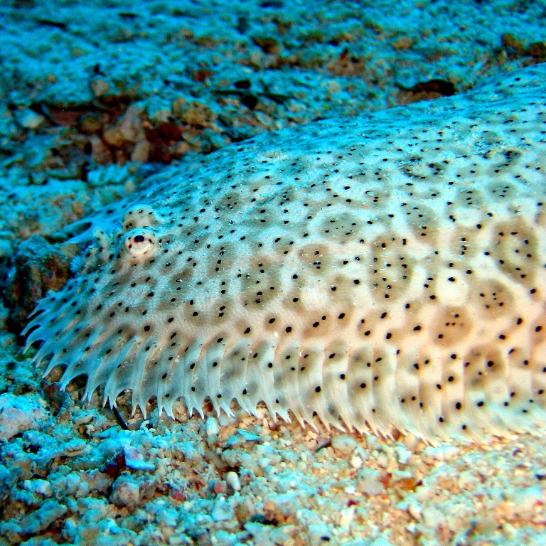 Мраморная павлинья солея (Pardachirus marmoratus). Мраморная павлинья солея (Pardachirus marmoratus).