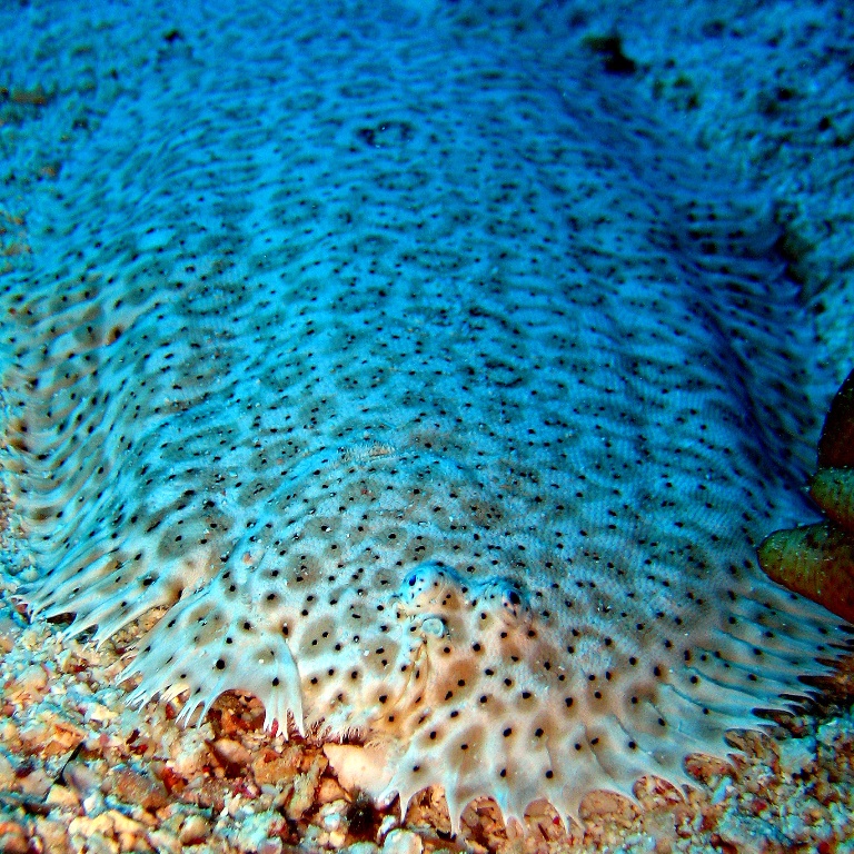 Мраморная павлинья солея (Pardachirus marmoratus). Мраморная павлинья солея (Pardachirus marmoratus).