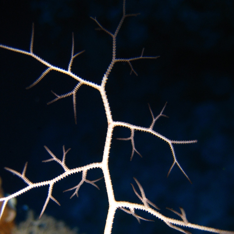 Офиура Горгоноцефал. Офиура Горгоноцефал.