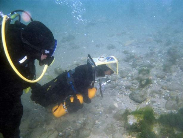 Собака-ныряка Собака-ныряка