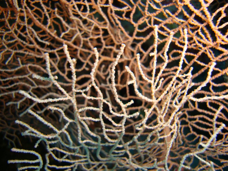 Веерная горгонария Веерная горгонария