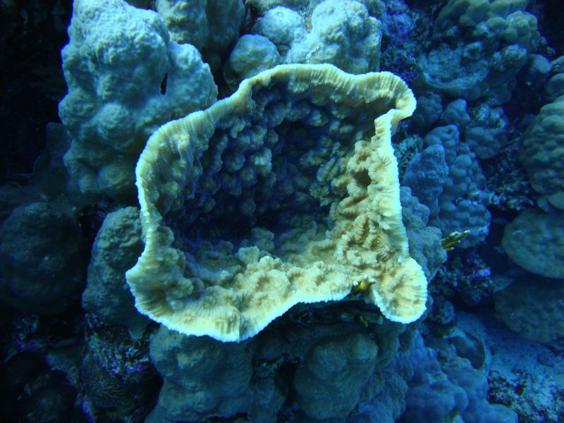Грибовидный коралл Подабация корковидная Грибовидный коралл Подабация корковидная