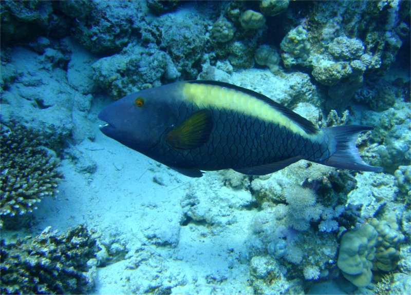 Рыба-попугай Рыба-попугай