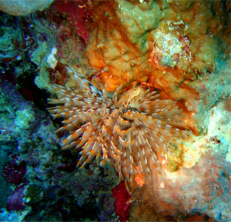 Сабеллиды - трубчатый червь Сабеллиды - трубчатый червь