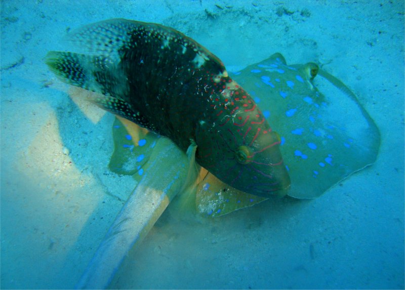 Скат+Хейлин Абуджубба Скат+Хейлин Абуджубба