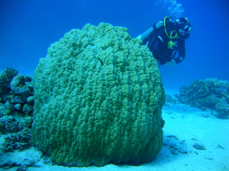 Мадрепоровые кораллы- Поритес желтый Мадрепоровые кораллы- Поритес желтый